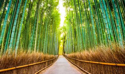 10 Days Japan Essential Tour (Private Guide & Driver） — 3