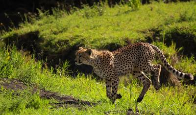 From Zanzibar & Fly-In Serengeti : 15 days Safari Discover the Land of the Big Cats — 3