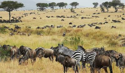 From Zanzibar & Fly-In Serengeti : 15 days Safari Discover the Land of the Big Cats — 5