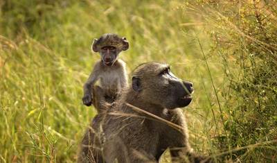 3-Day Ultimate Kruger National Park Big 5 Safari — 2