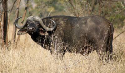 3-Day Ultimate Kruger National Park Big 5 Safari — 4