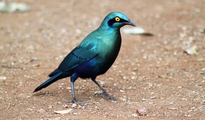 3-Day Ultimate Kruger National Park Big 5 Safari — 5