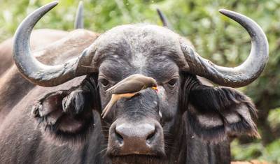 Safári Supremo de 4 Dias no Parque Nacional Kruger: Big 5 e Rota Panorâmica — 2