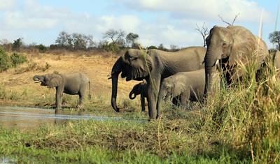 Safári Supremo de 4 Dias no Parque Nacional Kruger: Big 5 e Rota Panorâmica — 4