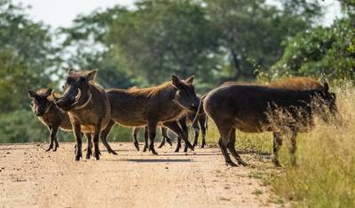 Safári Supremo de 4 Dias no Parque Nacional Kruger: Big 5 e Rota Panorâmica — 5