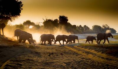 Safari z Lampartami w Moremi – 5 dni — 2