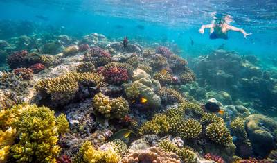Viagem de dia inteiro de Snorkeling no Mar Vermelho em Safaga a partir de Luxor — 2