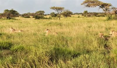 De Zanzibar: Safari de 3 Dias em Selous com Voos — 4