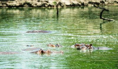 De Zanzibar: Safari de 3 Dias em Selous com Voos — 5