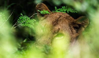 De Zanzibar: Safari de 3 Dias em Selous com Voos — 2