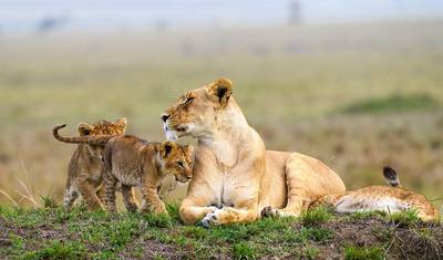 7 dni Amboseli – Jezioro Naivasha – Hells gate – Masai Mara | Safari grupowe — 3