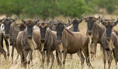 4 Days Tanzania Group Safari: Tarangire, Serengeti & Ngorongoro Crater — 5