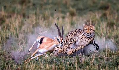 7-dniowe safari grupowe w Kenii: Masai Mara, Jezioro Nakuru, Jezioro Naivasha i Amboseli — 4