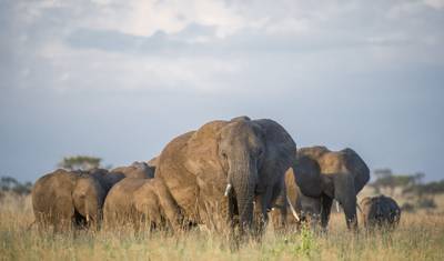 3-dniowe grupowe safari w Kenii: Migracja Gnu w Masai Mara — 2
