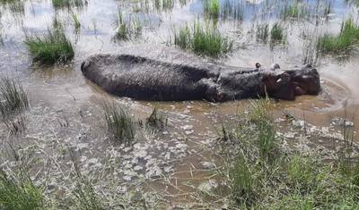 Diani a Amboseli em 3 Dias – Uma Aventura Selvagem Que Você Vai Adorar — 4