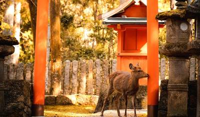 【Japão】Pacote de 11 Dias de Grande Luxo em Osaka, Quioto, Nara e Ilha Awaji com experiência em Campo de Golfe — 4