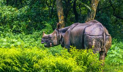 جولة لمدة 3 أيام في منتزه تشيتوان الوطني من كاتماندو عبر الطيران — 2