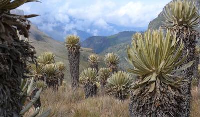 Trekking i Góry w Kolumbii - Paramo - Los Nevados - Ciudad Perdida — 2