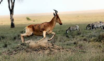 Exotic East African Adventure 7 Days/6 Nights — 4