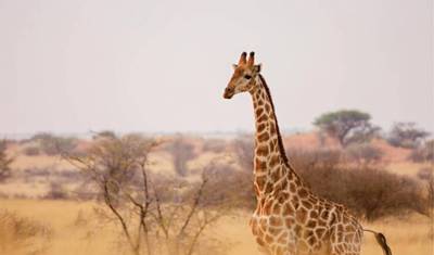 Niedrogie 4-dniowe luksusowe safari lotnicze do Masai Mara (z lotniska w Nairobi) — 5