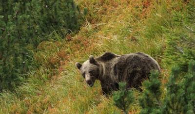 Bear watching hiking tour — 2
