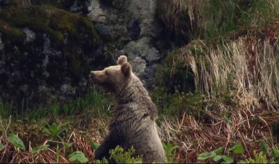 Bear watching hiking tour — 3