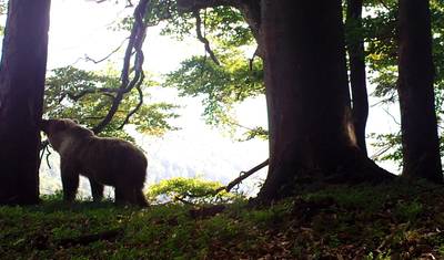Bear watching hiking tour — 4