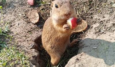 Muránská plainでジリスを観察し、ハイタトラス国立公園を訪れる — 4