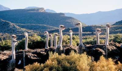 Exclusive Cape Town and Garden Route Safari — 3