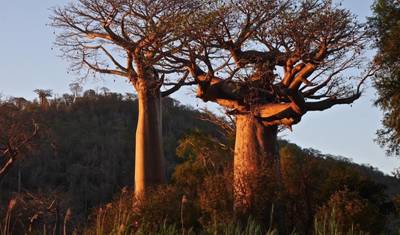 Tsingy of Bemaraha -Kirindy & Baobab Safari: أفضل اكتشاف — 3
