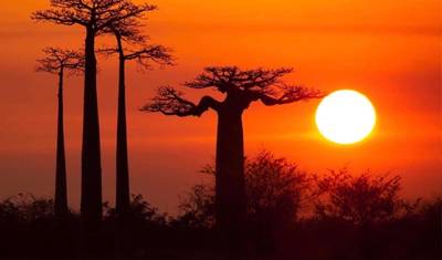 Tsingy of Bemaraha -Kirindy & Baobab Safari: أفضل اكتشاف — 5