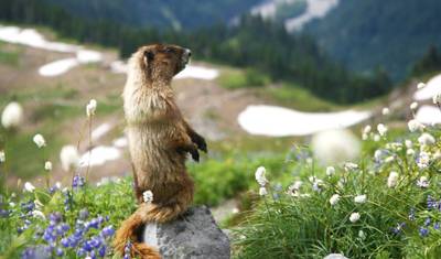 O Melhor de Banff e Yoho: Tour de Caminhada com Estadias em Hotel — 5