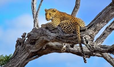 ヨハネスブルグ発 3日間 クルーガー BIG5 サファリ — 2
