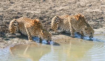 ヨハネスブルグ発 3日間 クルーガー BIG5 サファリ — 4