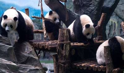 パンダと中国の真髄を巡る13日間家族旅行（プライベートガイド＆ドライバー付き） — 4