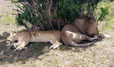 3 Days 2 Nights Olpejeta Conservancy Safari — 5