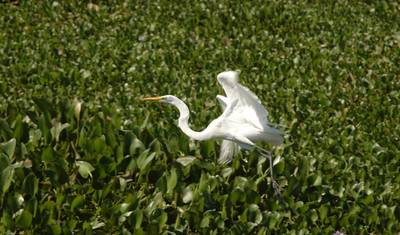 Rio de Janeiro & Pantanal Wildlife — 5