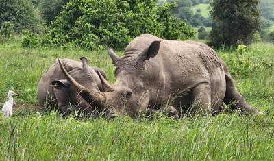 Safári no Parque Nacional de Nairobi — 2