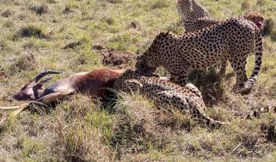 Safári no Parque Nacional de Nairobi — 3