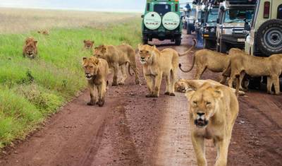 Safari de Luxo Privado de 5 Dias: Tarangire, Serengeti & Ngorongoro — 2