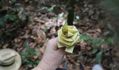 Amazon Survival Experience — 4