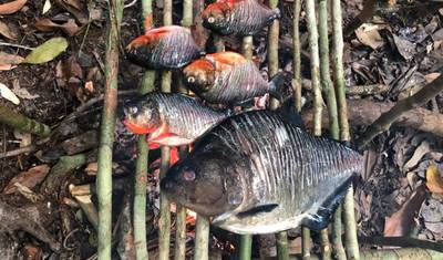 Amazon Wilderness Trekking — 2