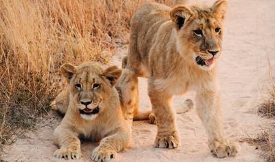 Botswana: Grupowe safari z noclegami w lodżach — 3