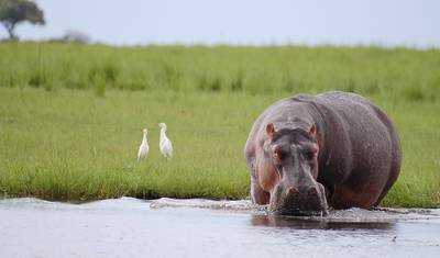 Botswana: Grupowe safari z noclegami w lodżach — 4