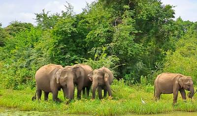 Pacote Turístico de 10 Dias no Sri Lanka - O Melhor do Sri Lanka - Tour Totalmente Privado — 3
