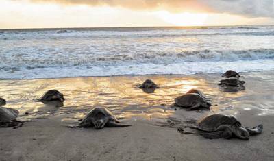 Trilhas de Tortuguero e Rápidos do Pacuare 4D/3N — 3