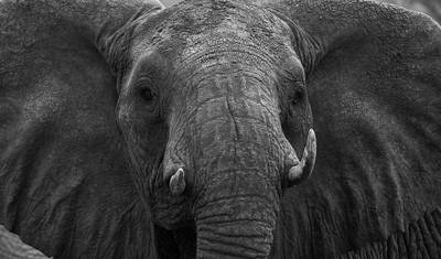 6 Days, 5 Nights Budget Safari To Masai Mara, Lake Nakuru And Amboseli — 5