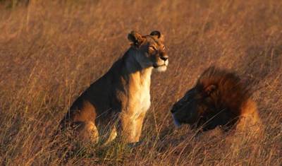 6 Days, 5 Nights Budget Safari To Masai Mara, Lake Nakuru And Amboseli — 3
