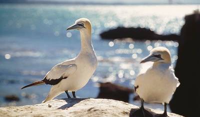 Natural Wonders of New Zealand (from Auckland to Christchurch) — 5