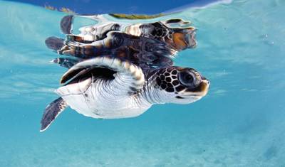 French Polynesia at its most beautiful — 5